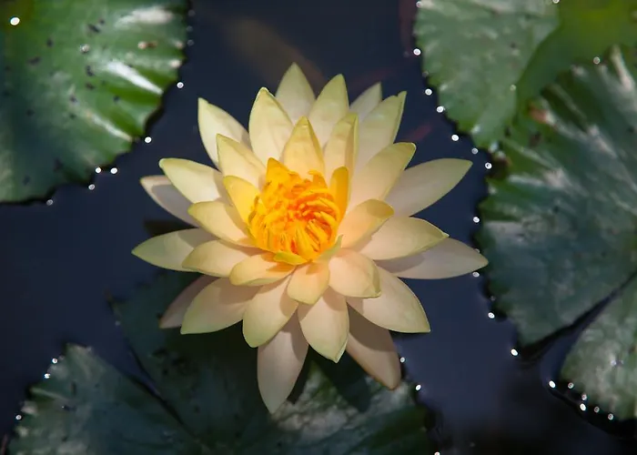 Zen Bali Seririt (Bali)